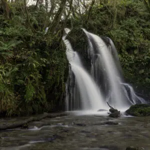 Aberfforest